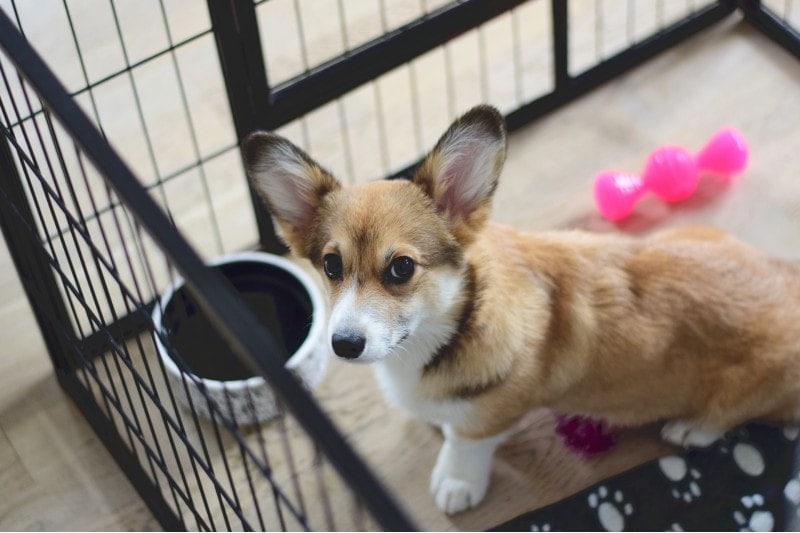 How to Spot a Puppy Scam Online (10 Signs to Look For)