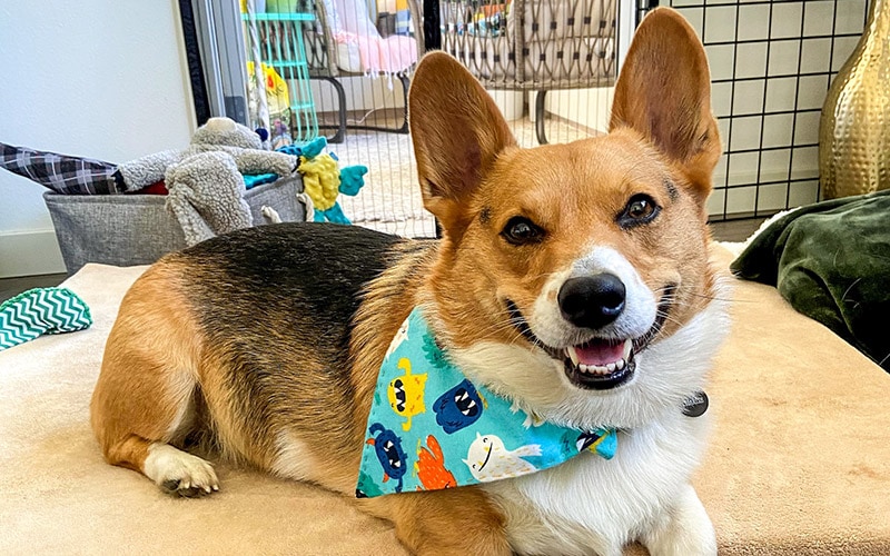 welsh pembroke corgi