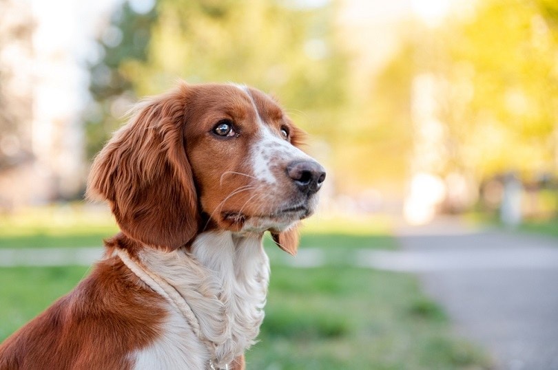 welsh-springer-spaniel_el-ka_shutterstock