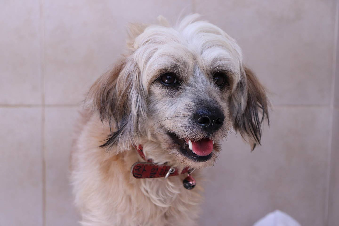 Weshi (West Highland White Terrier & Shih Tzu Mix): Info, Pictures, Care & More