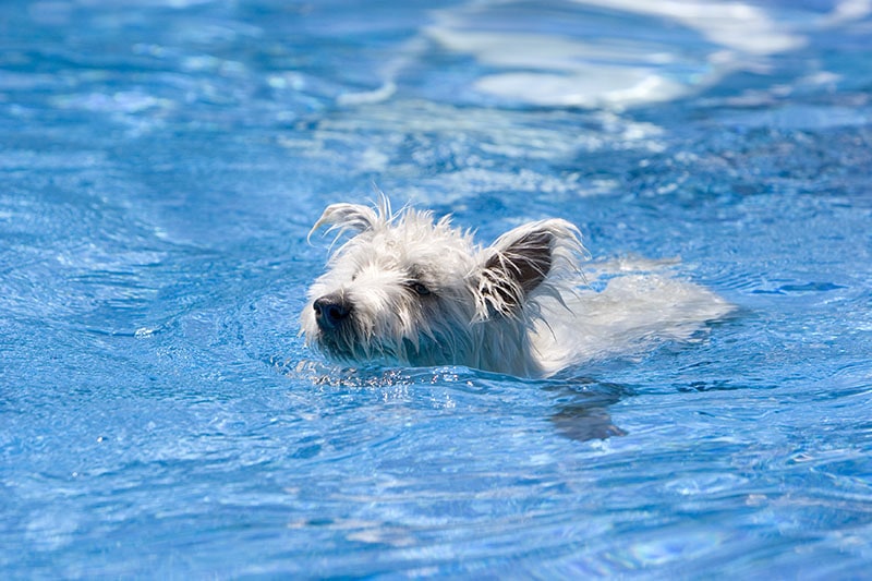Can Westies Swim? Vet-Verified Facts, Training & Safety Tips