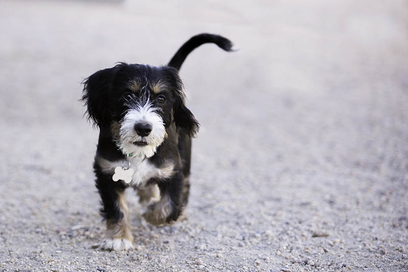Westie & Corgi Mix: Info, Pictures, Care Guide & More