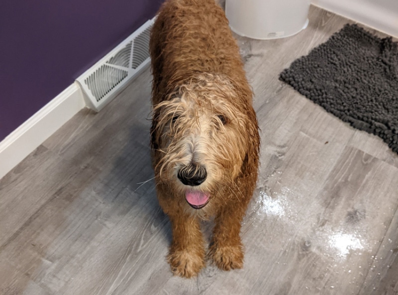 How Often to Bathe a Goldendoodle: Vet-Approved Facts, Tips & FAQ