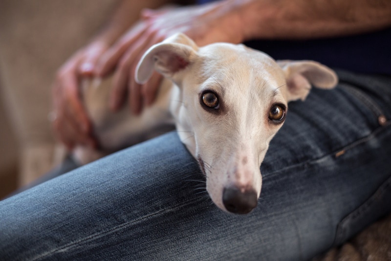 Is a Whippet a Good Family Dog? Personality Traits & Considerations
