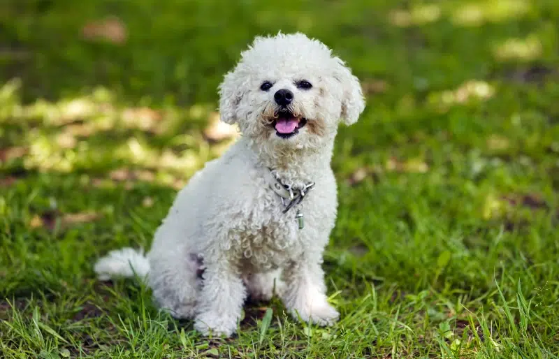 How Long Can a Bichon Frise Be Left Alone: Vet-Verified Time Limits & Considerations