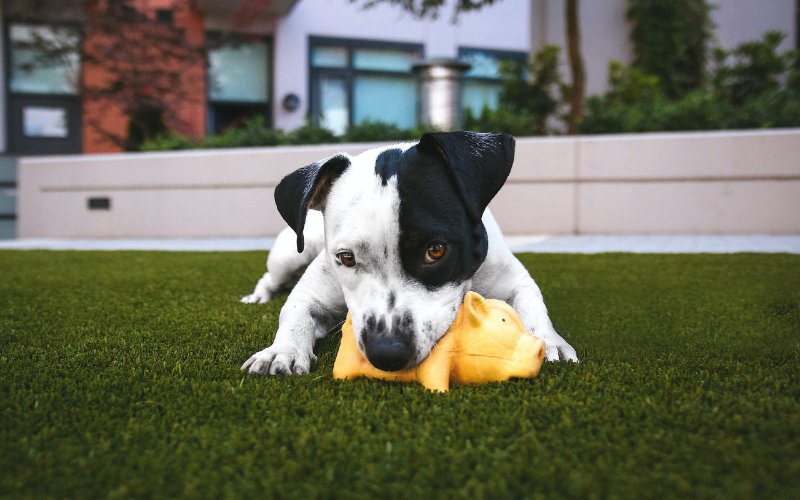 11 Great Puppy Games to Play With Your New Pup