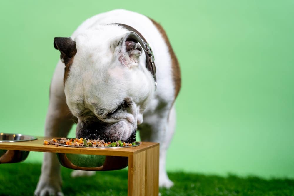 How to Boost Your Dog's Immune System: 7 Vet-Reviewed Natural & Safe Ways
