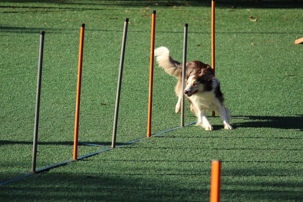 7 DIY Dog Agility Course Plans You Can Make Today (With Pictures)