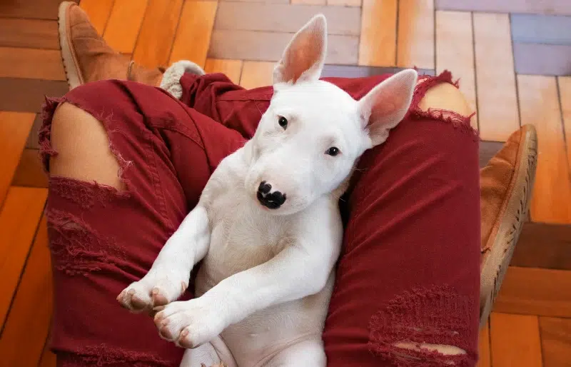 What Breed of Dog Is Walter? Famous Dogs Explained!