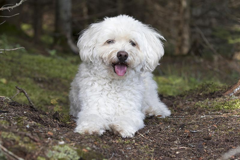White Cockapoo: Info, Pictures, Origin & History