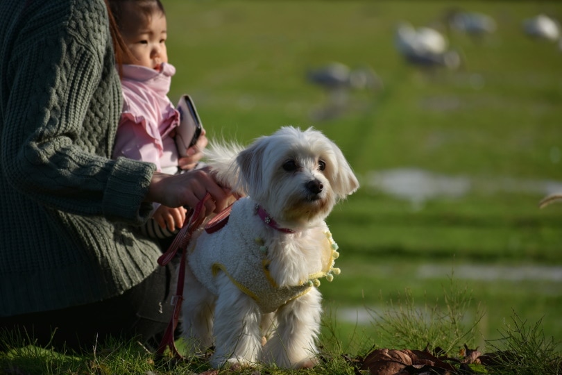 9 Great Off-Leash Dog Parks in San Antonio, TX You Can Visit Today