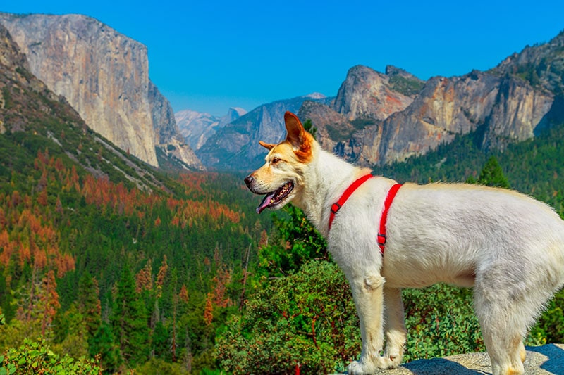 10 Dog-Friendly Hiking Trails in New York State (2026 Guide)