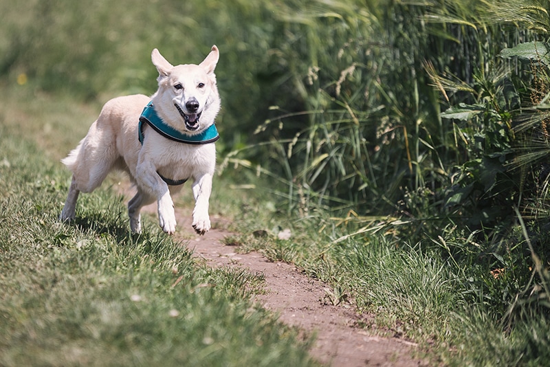 8 Great Off-Leash Dog Parks in Sarasota, FL You Can Visit Today