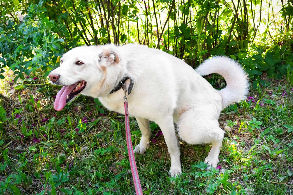 How to Stop Dog Pee From Killing Grass: 9 Simple Tips