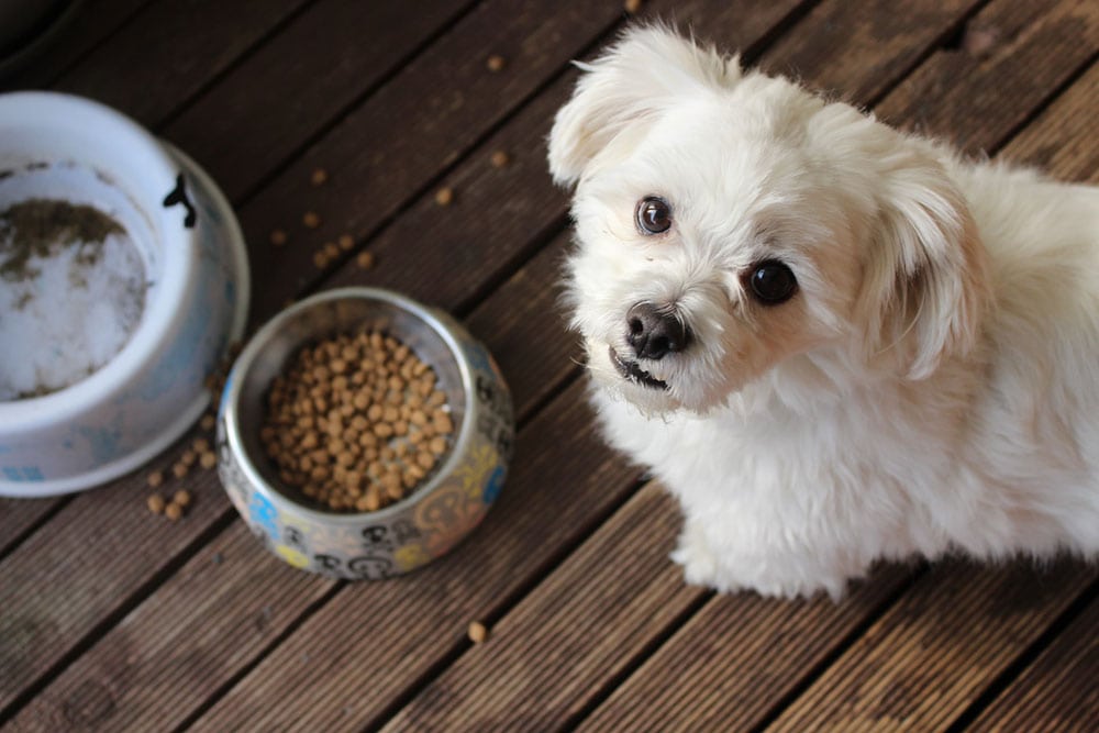 10 Best Purina Dog Foods in 2026: Reviews & Top Picks