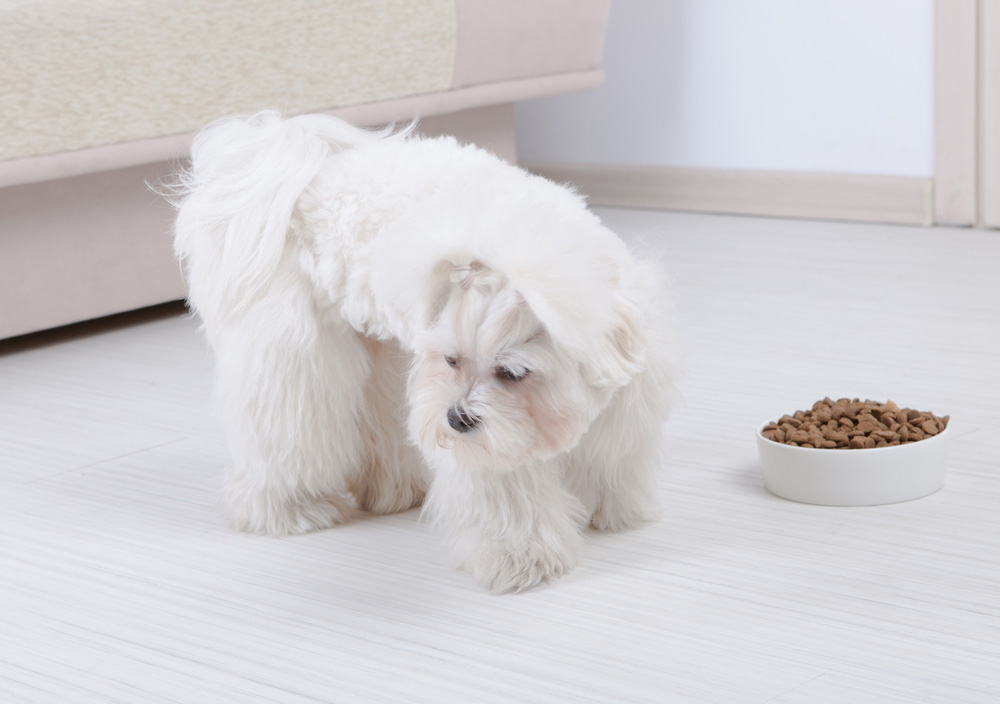 How to Get a Picky Dog to Eat: 12 Vet-Approved Tips