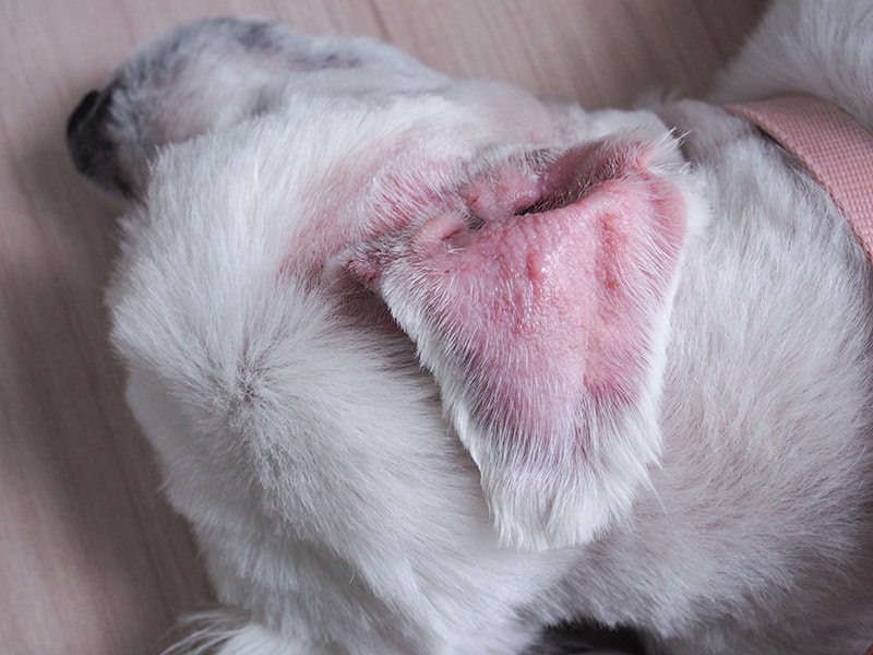 Dog Ear Hematoma: Causes, Signs & Treatments (Vet Answer)