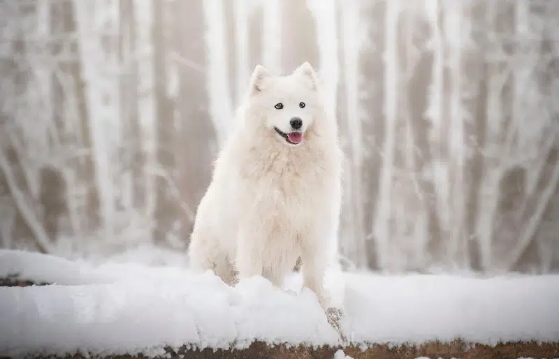 How Much Does a Samoyed Cost? 2026 Price Guide