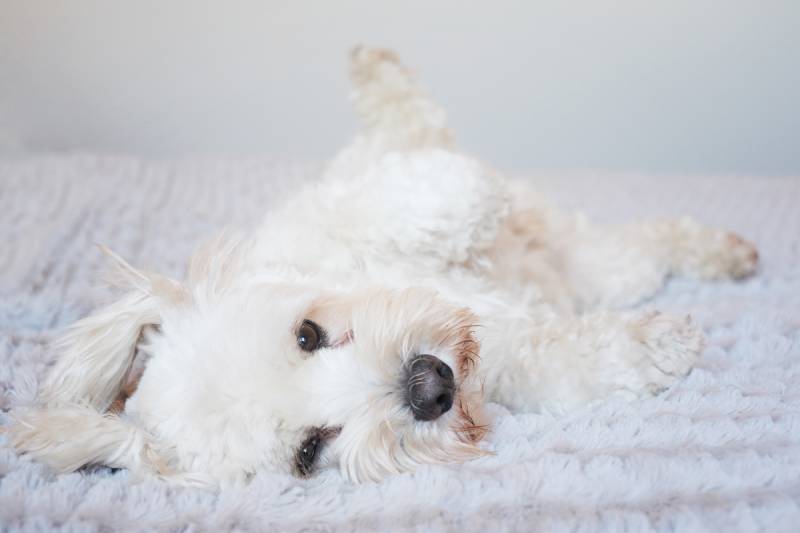 Dog Stomach Noises: When Gurgling Means Trouble