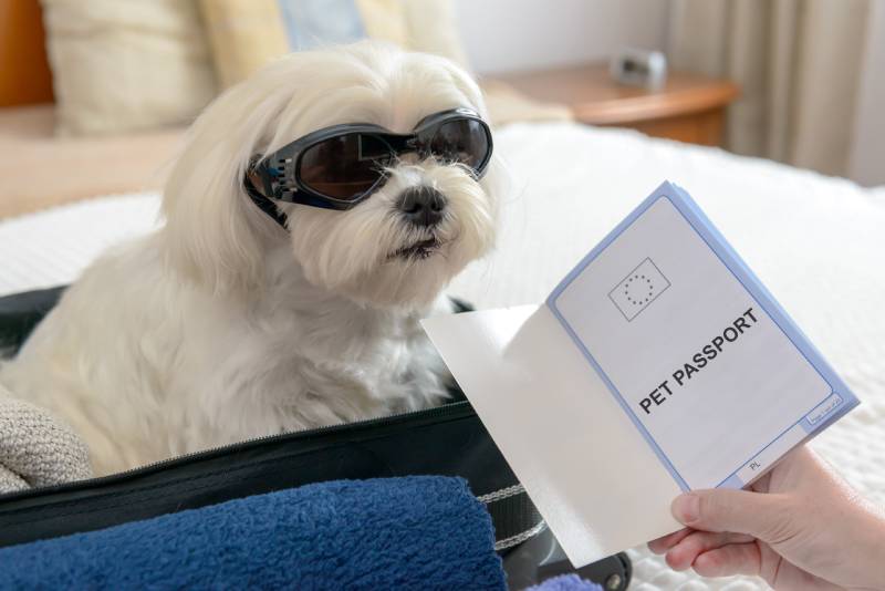 How Much Does a Canadian Pet Passport Cost? 2026 Price Guide