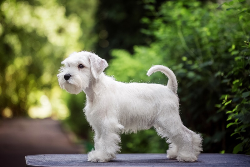 Are Miniature Schnauzers Hypoallergenic? Vet-Verified Facts