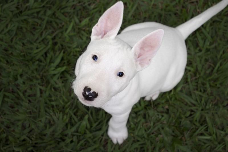 Are Bull Terriers Smart? Breed Intelligence Revealed