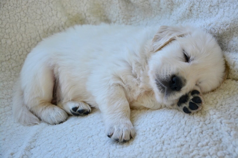 How Much Sleep Do Puppies Need? Vet-Approved Facts