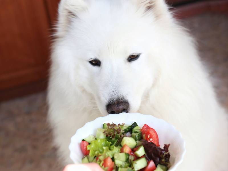 Do Dogs Need Vegetables to Be Healthy? Our Vet Explains