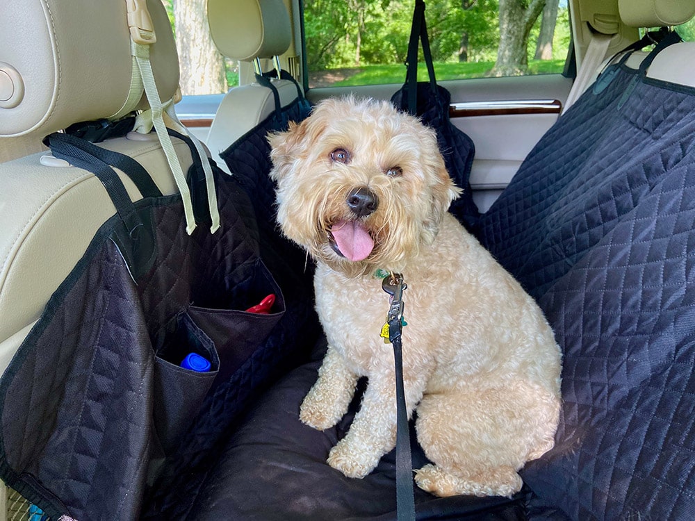 What to Do if You See a Dog in a Hot Car: 8 Vet-Approved Steps