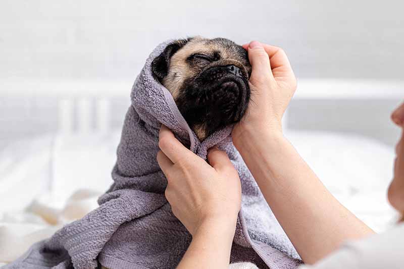 How to Groom a Pug: 14 Vet-Approved Tips & Tricks
