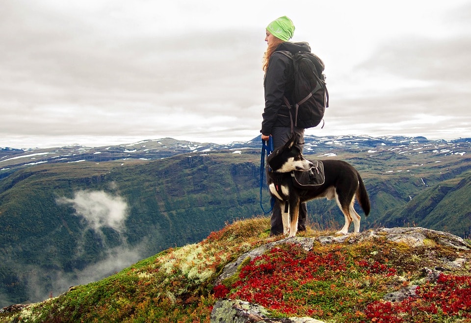8 Dog-Friendly Hiking Trails in the Bay Area, CA in 2026