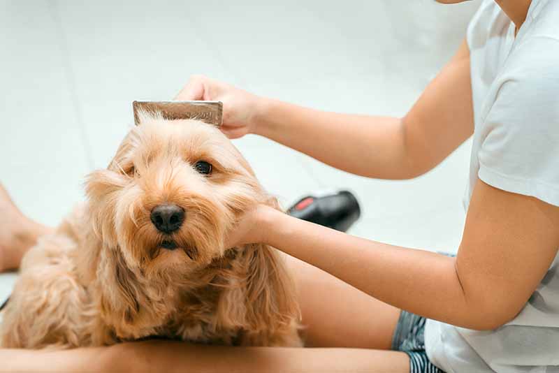 How Much Do Cocker Spaniels Shed? Facts & Care Tips