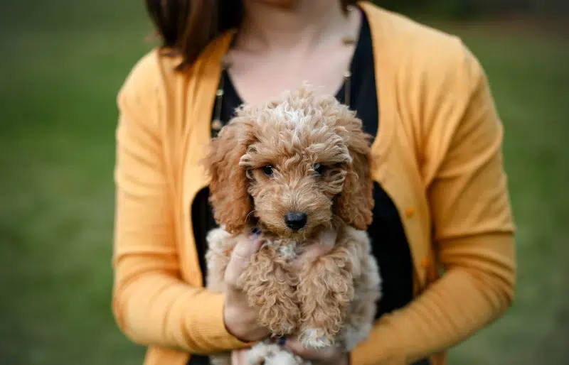 Are Goldendoodles Prone to Sensitive Stomachs? Vet-Approved Facts & Explanation