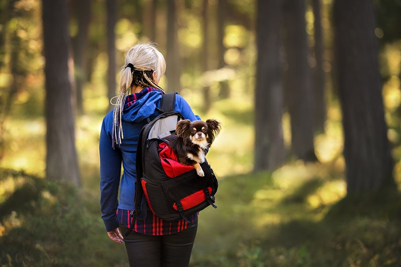 8 Best Dog Backpack Carriers for Hiking in 2026 - Reviews & Top Picks
