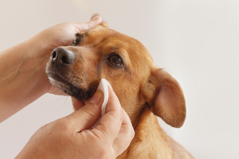 Can You Use Baby Wipes on Dogs? Vet-Reviewed Facts & FAQ