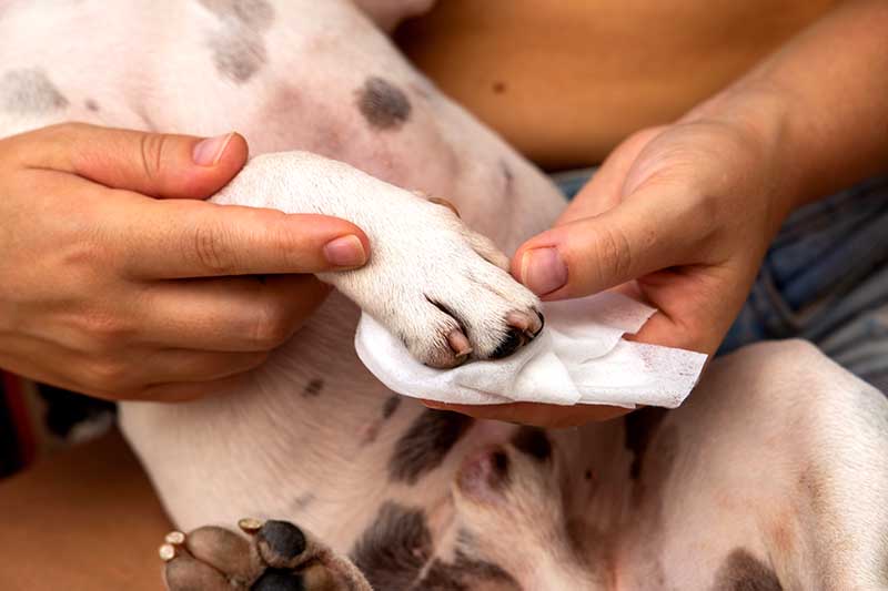 How to Clean Dog Paws: 8 Vet-Approved Steps (With Infographic)