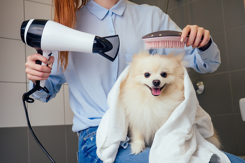 Do Dogs Like Being Groomed? Vet-Verified Facts & Helpful Tips