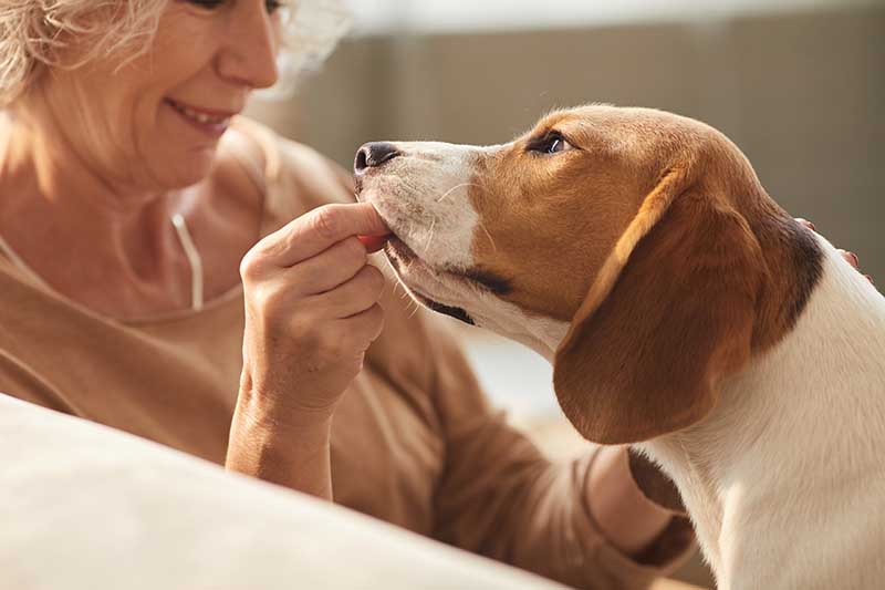 woman giving old dog a treat