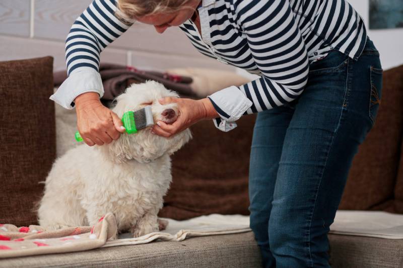 7 Adorable Havanese Haircuts (With Pictures)