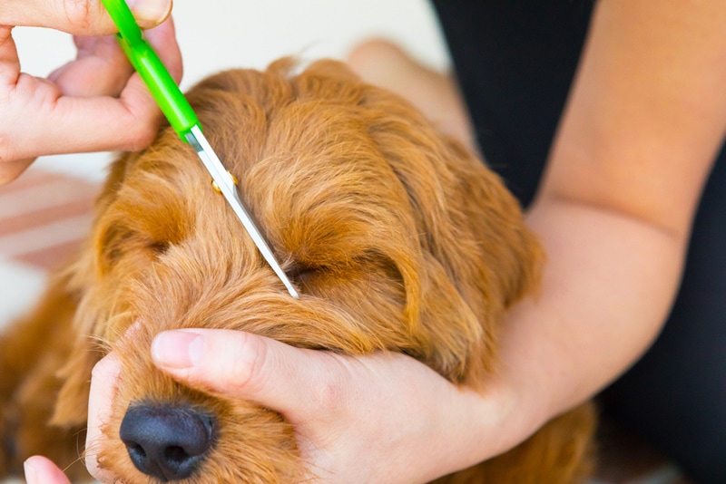 How to Trim a Goldendoodle’s Face: 10 Vet-Approved Tips