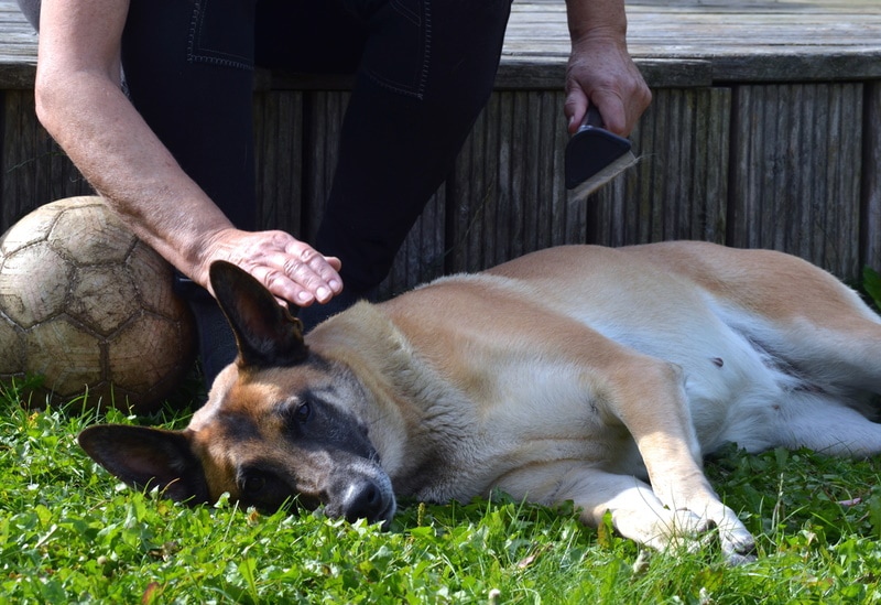Do Belgian Malinois Shed a Lot? Care & Grooming Needs
