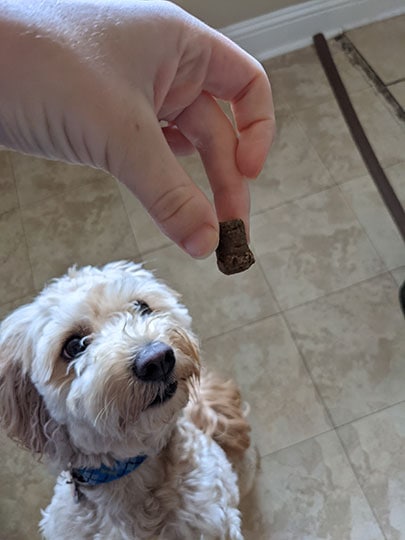woman hand giving veritas farms calming chews to her dog