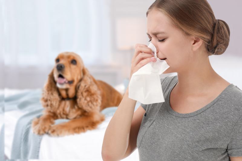 Are Cocker Spaniels Hypoallergenic? Vet-Verified Facts
