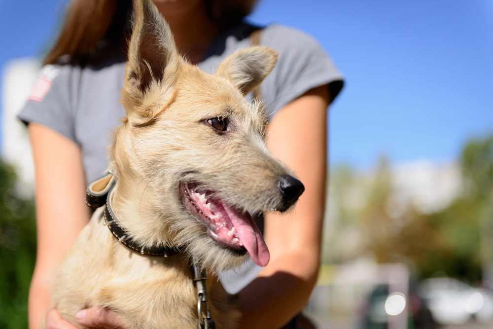 How to Rehome a Dog: 16 Vet-Approved Steps