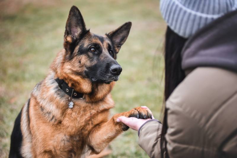 Why Are My Dogs Feet Red? 4 Vet Reviewed Causes