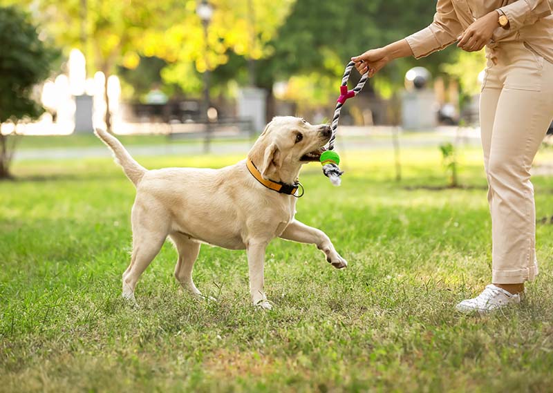 6 Great Off-Leash Dog Parks in Fresno, CA (2026 Update)