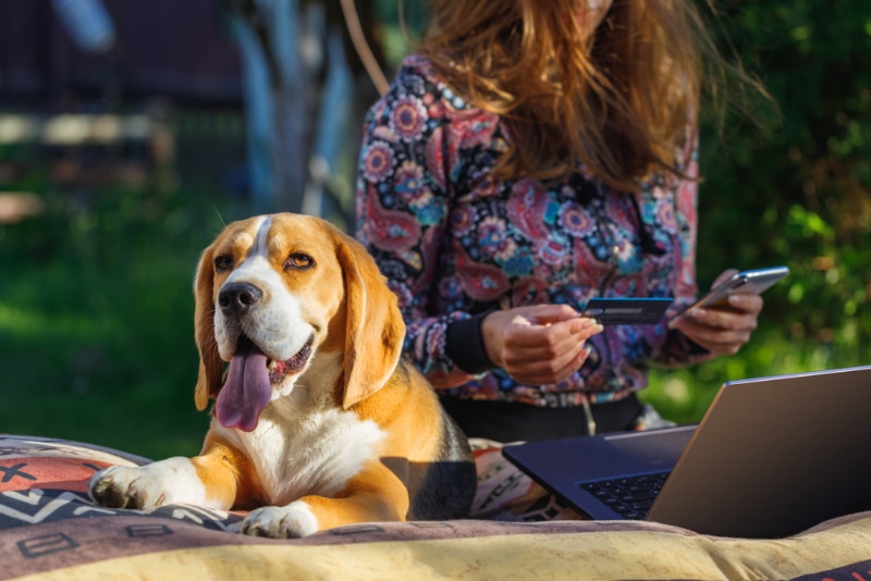 woman shopping online on her laptop with her dog