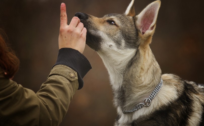 Wolf Dog Training: 10 Vet-Approved Tips & Tricks