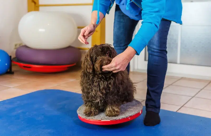How to Train a Havanese: 14 Great Tips