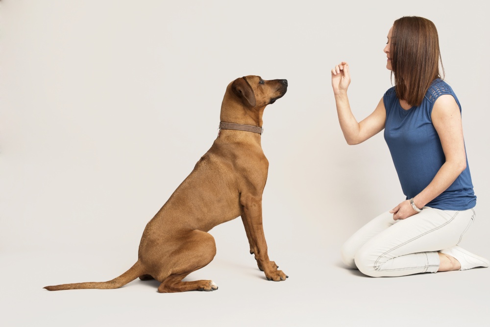 How to Teach a Dog to Speak: Step-by-Step Guide
